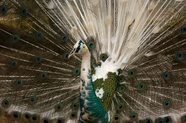 Vértice Naturaleza Mutación Peacock Azul — Foto de Stock