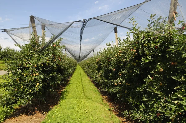 Vista Panoramica Dell Agricoltura Campagna — Foto Stock