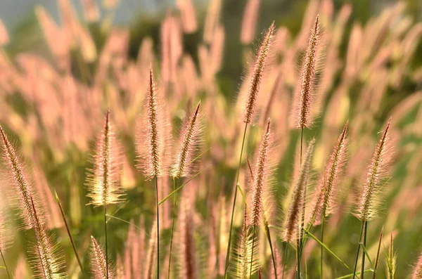 Grassland Βόρειο Τμήμα Της Ταϊλάνδης — Φωτογραφία Αρχείου