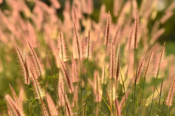 Prairies Partie Nord Thaïlande — Photo