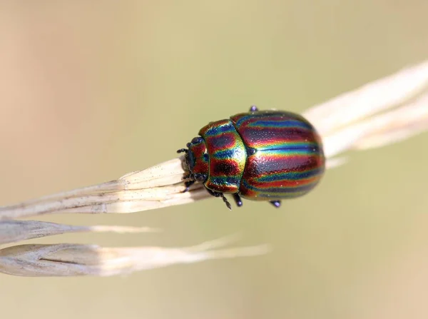 Regenbogenblattkäfer Chrysolina Cerealis — Stockfoto