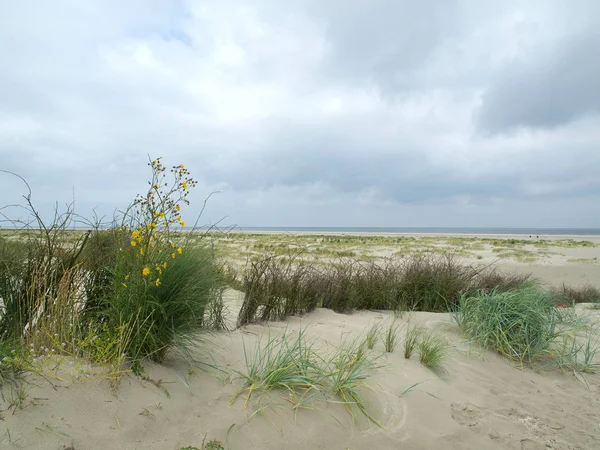 Vue Panoramique Des Dunes Mise Point Sélective — Photo