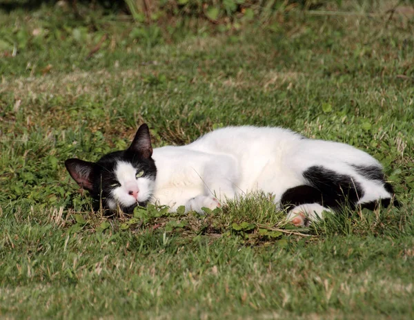 Siyah Beyaz Kedi — Stok fotoğraf