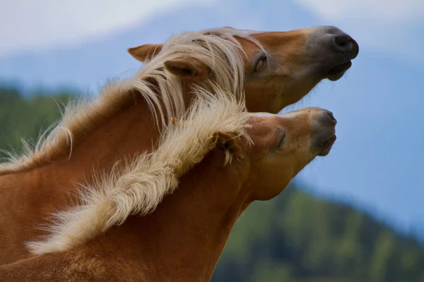 Południowy Tyrol Lub Alto Adige Jest Prowincją Północno Wschodnich Włoszech — Zdjęcie stockowe