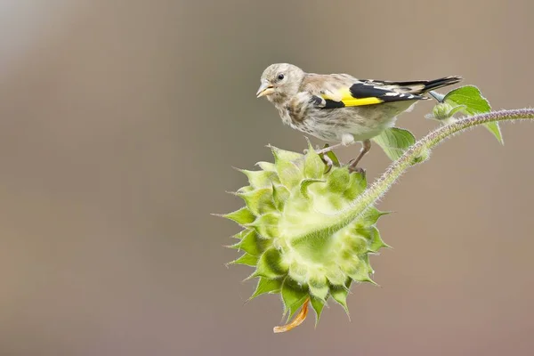 美しいフィンチ鳥の景色 — ストック写真