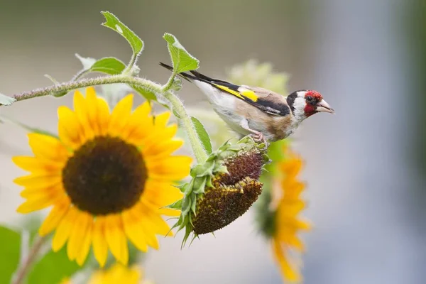 Malebný Pohled Krásné Roztomilé Pěnkava Ptáka — Stock fotografie