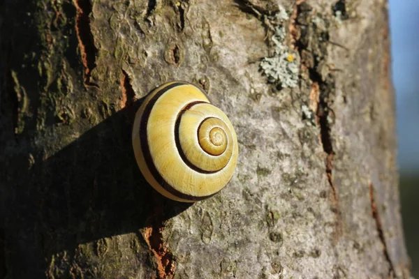 Caracol Bosque Luz Tarde —  Fotos de Stock