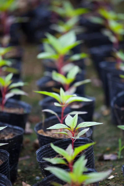 美丽的植物学照片 天然壁纸 — 图库照片