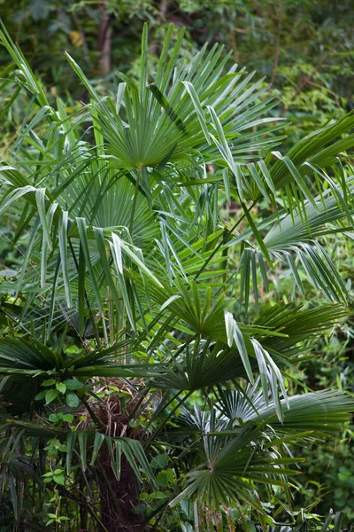 Bellissimo Scenario Della Foresta — Foto Stock