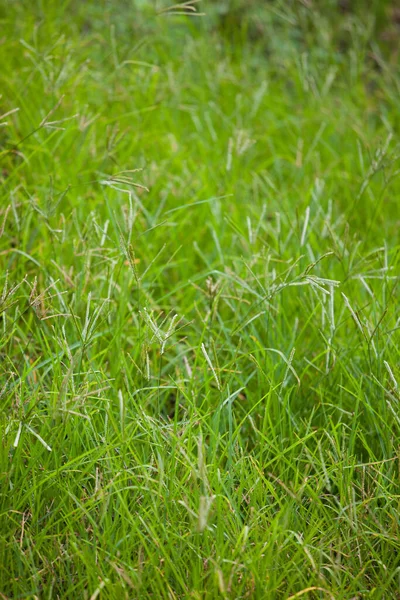 Schöne Aussicht Auf Die Natur — Stockfoto