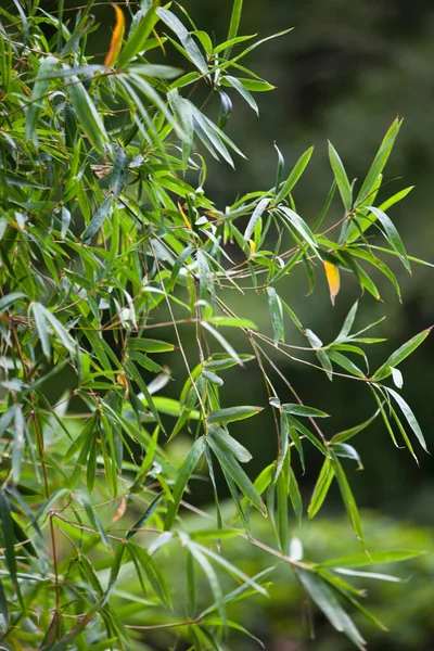 緑の竹の木植物の葉 — ストック写真