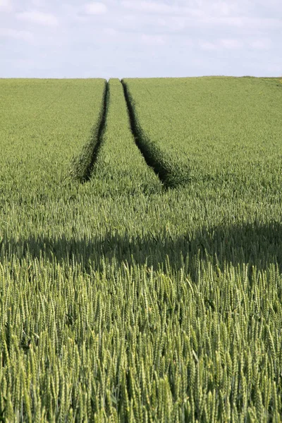 トウモロコシ畑農業の概念や — ストック写真