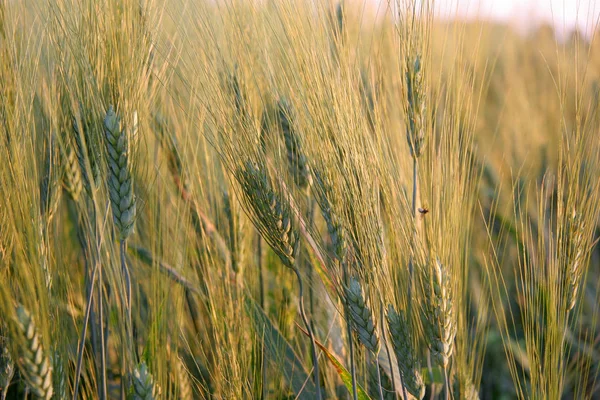 View Cornfield Agriculture Concept — Stock Photo, Image