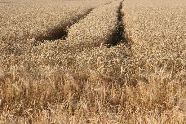 Vista Campo Milho Conceito Agricultura — Fotografia de Stock