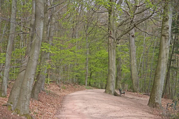 Sentier Forestier Arbres Sentier Randonnée — Photo