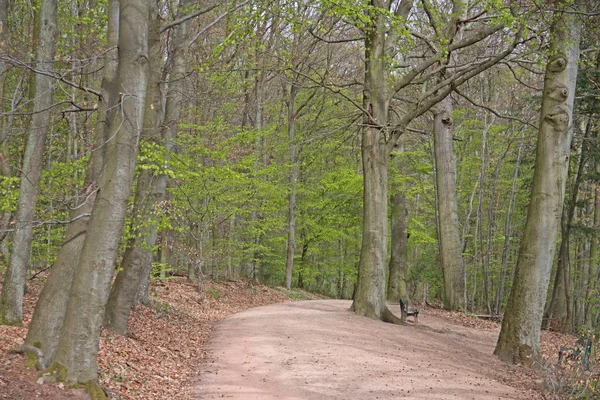 Sentier Forestier Arbres Sentier Randonnée — Photo