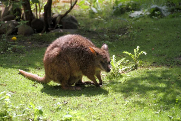 kangaroo animal, Australian fauna