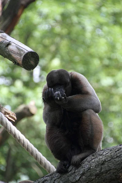 Mono Marrón Algodón Comiendo — Foto de Stock