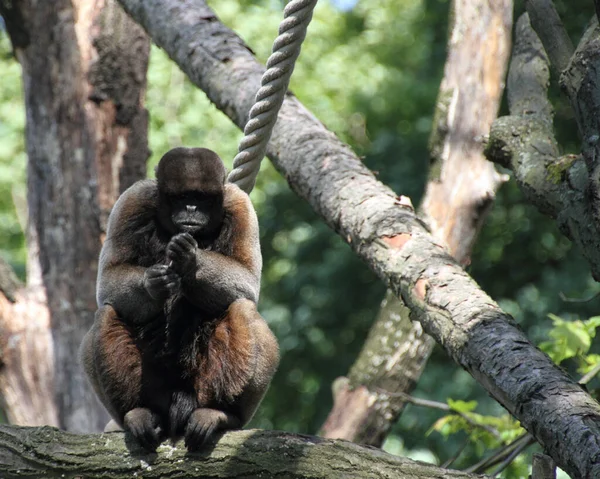 Mono Marrón Algodón Comiendo — Foto de Stock