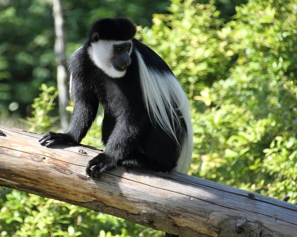 Primer Plano Los Animales Zoológico —  Fotos de Stock