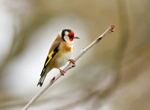 Malerischer Blick Auf Schöne Süße Finkenvogel — Stockfoto