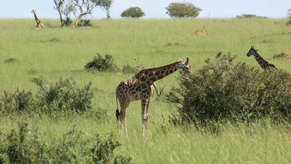 Mundo Animal Girafas Vida Selvagem Flora Fauna — Fotografia de Stock