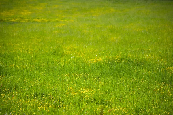 Κοντινό Πλάνο Του Πράσινου Χόρτου Κίτρινα Λουλούδια Ένα Λιβάδι — Φωτογραφία Αρχείου