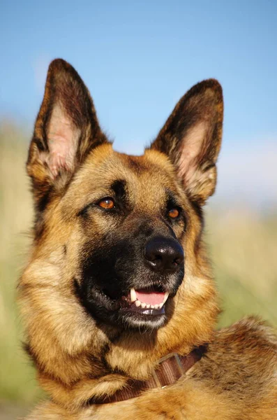 Pastor Alemán Perro Animal Compañía — Foto de Stock