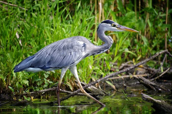 Aironi Che Vagano Nella Caccia Acqua — Foto Stock