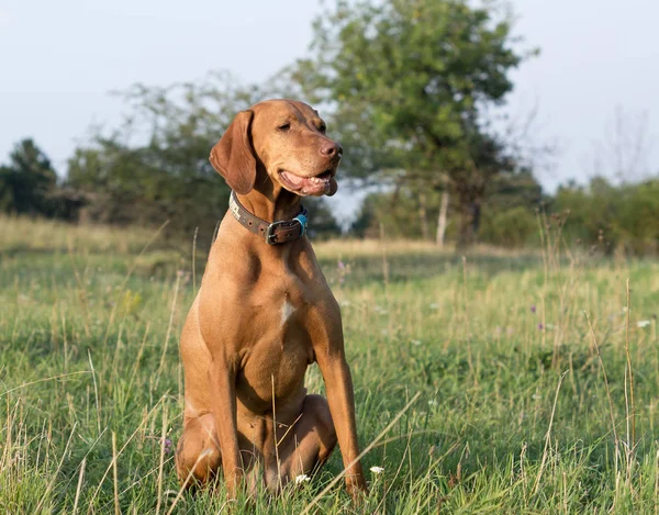 Portret Van Een Schattige Hond — Stockfoto