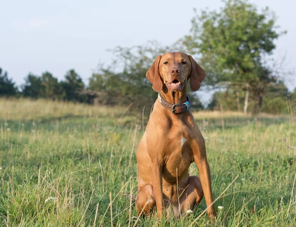 Huisdieren Selectieve Focus — Stockfoto