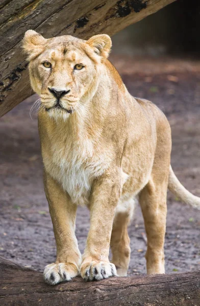 Feminino Asiático Leoa Panthera Leo Persica Imagem Verical — Fotografia de Stock