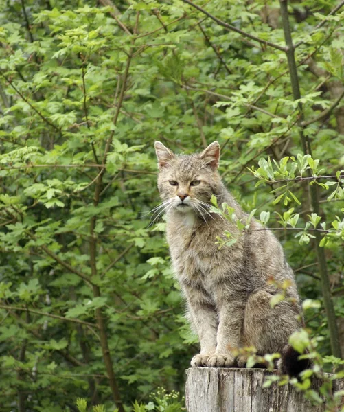 Wildcat Sentado Toco Floresta Verde Volta — Fotografia de Stock