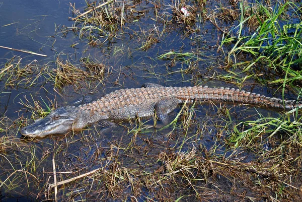 Animal Crocodilo Predador Anfíbio — Fotografia de Stock