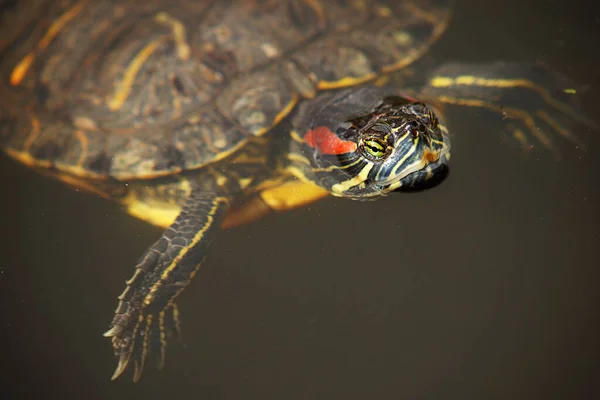 Réptil Tartaruga Animal Fauna Natureza — Fotografia de Stock