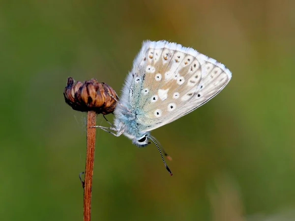 Bleu Argent Vert Polyommatus Coridon — Photo