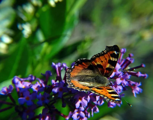Küçük Tilki Kelebek Lepidoptera — Stok fotoğraf