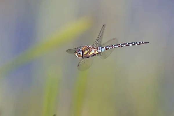 Close Macro View Van Libelle Insect — Stockfoto