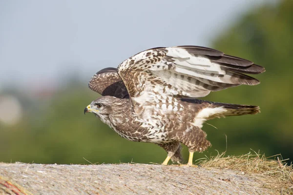 Vista Panoramica Maestoso Predatore Poiana — Foto Stock