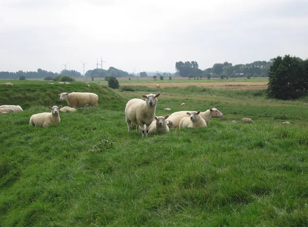 Домашние Овцы Пастбище — стоковое фото