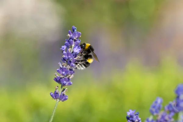 Escuro Bumblebee Coleta Néctar Frente Glorioso Bokeh — Fotografia de Stock