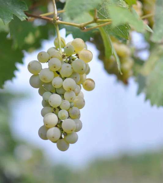 Białe Winogrona Jasnym Tle — Zdjęcie stockowe