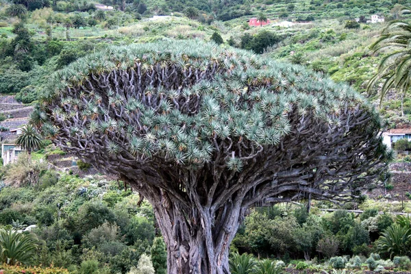 Vista Árvore Dragão Icod Los Vinos Tenerife — Fotografia de Stock