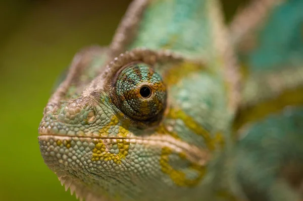 Närbild Ögat Kameleont Med Grön Bakgrund — Stockfoto