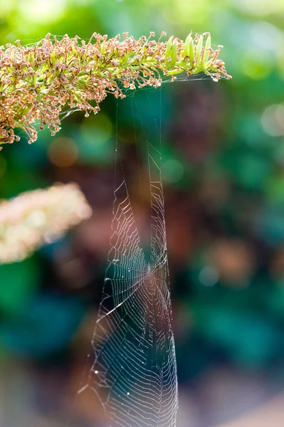 Spiderweb Πράσινο Φόντο Bokeh — Φωτογραφία Αρχείου