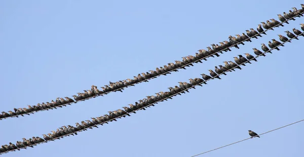 Fågelskådning Söt Fågel Vild Natur — Stockfoto