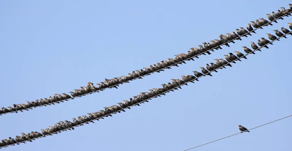 Pozorování Ptáků Roztomilý Pták Divoké Přírodě — Stock fotografie