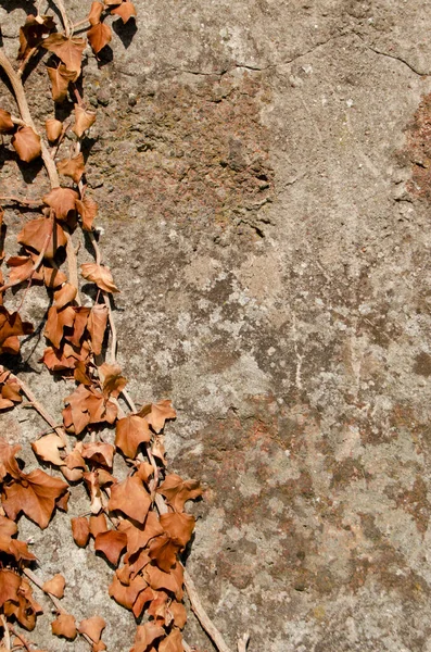 Viejo Fondo Madera Con Mucha Corteza — Foto de Stock