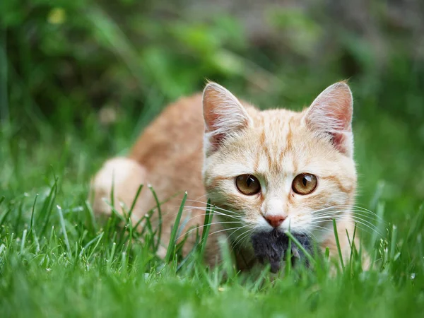 Retrato Lindo Gato — Foto de Stock