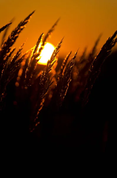 Pôr Sol Praia — Fotografia de Stock